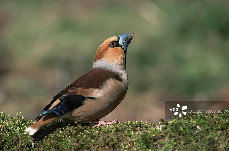 比利时蜡嘴雀，动物，鸟类，鸣禽，雀科，户外，侧面视角，水平构图，栖息，成年图片素材