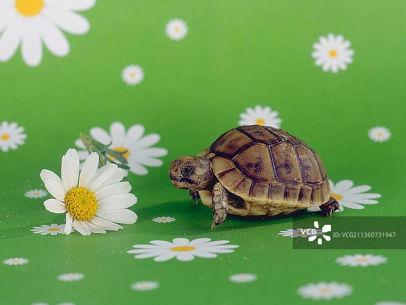 希腊陆龟图片素材