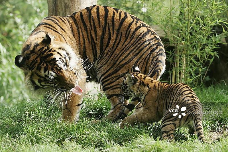 苏门答腊虎与幼崽图片素材