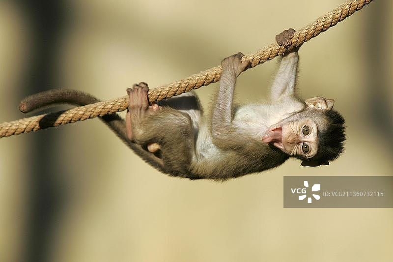 年轻的长尾猕猴图片素材