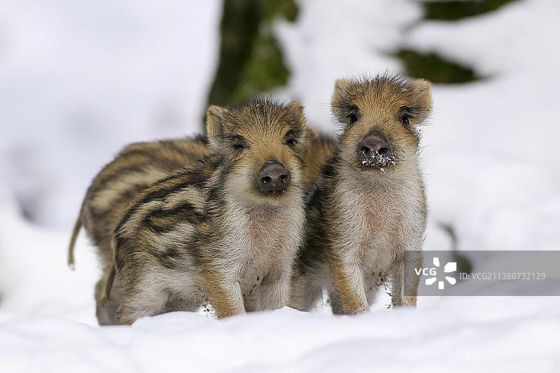 野猪（Sus scrofa），小猪图片素材