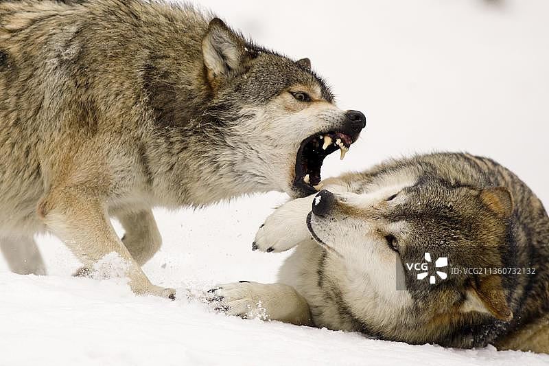 冬季狼群的支配行为展示（灰狼）图片素材
