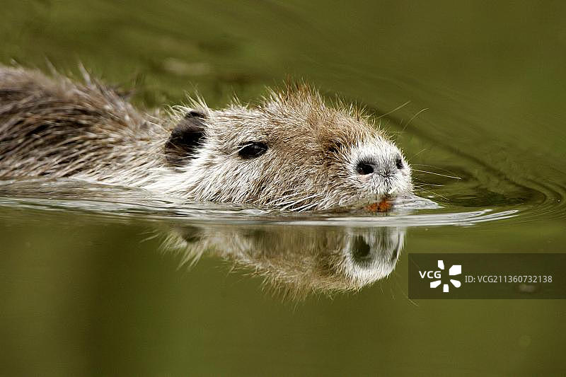 海狸鼠图片素材