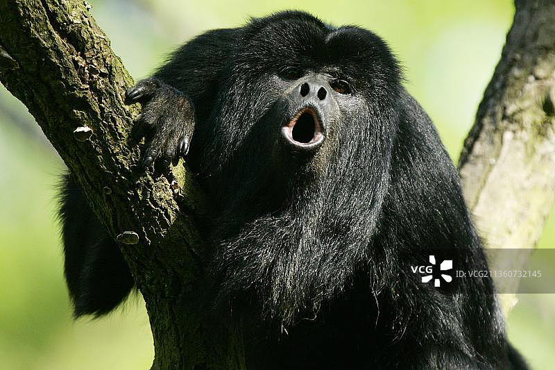 黑吼猴（雄性）吼叫图片素材