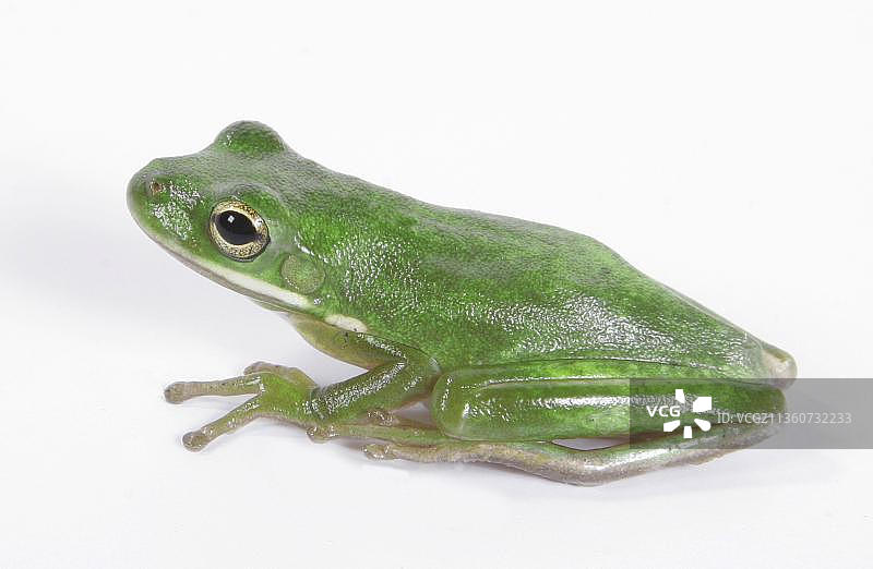 绿树蛙图片素材