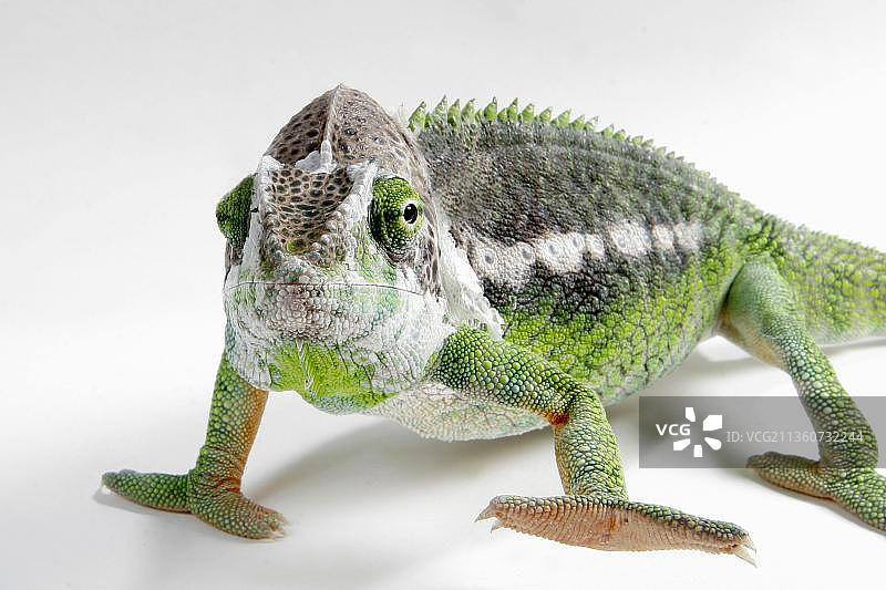 马达加斯加巨型变色龙图片素材