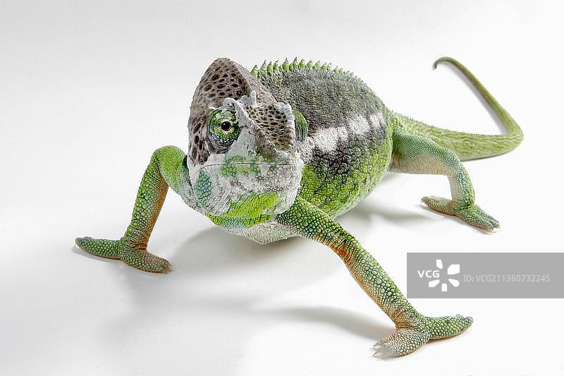 马达加斯加巨型变色龙图片素材