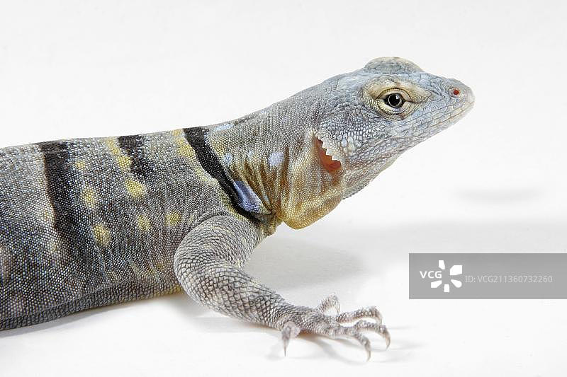 蓝岩蜥蜴图片素材