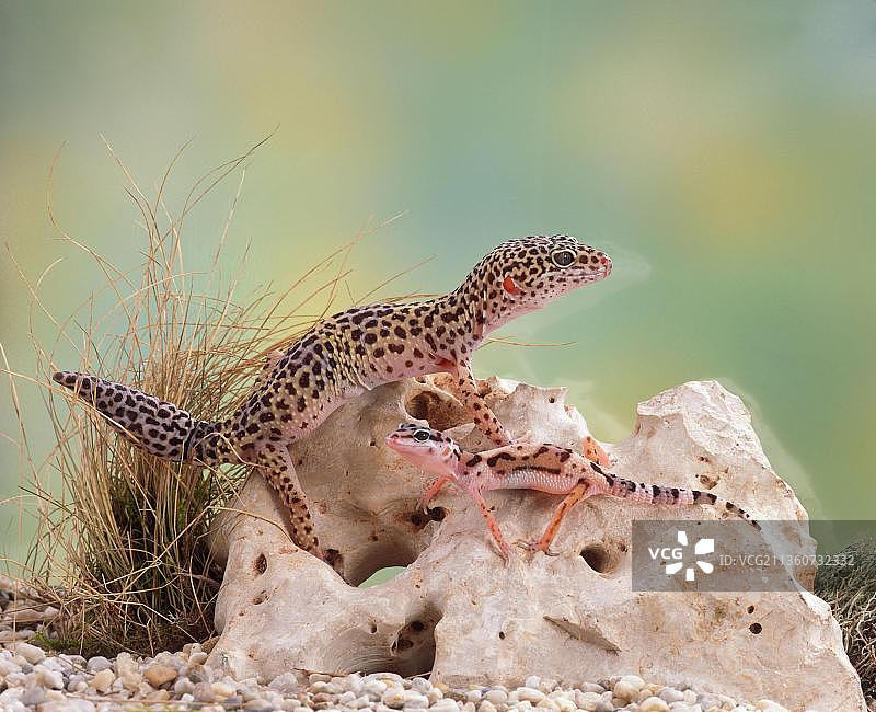 带幼崽的豹纹守宫(Eublepharis macularis)，玻璃容器，壁虎图片素材