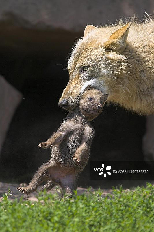 狼与幼崽图片素材