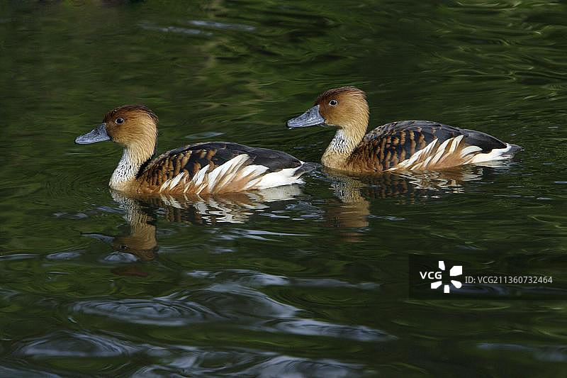 栗树鸭图片素材