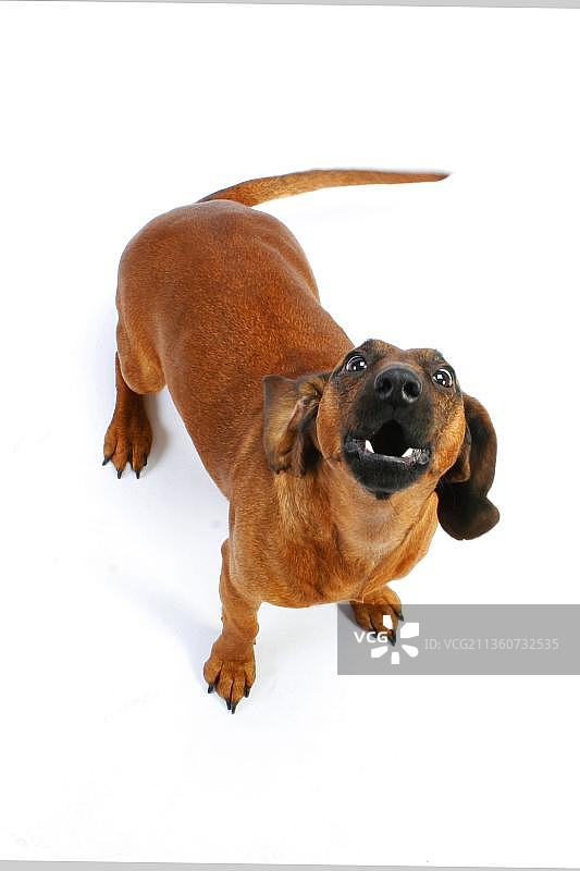 巴伐利亚山地犬图片素材