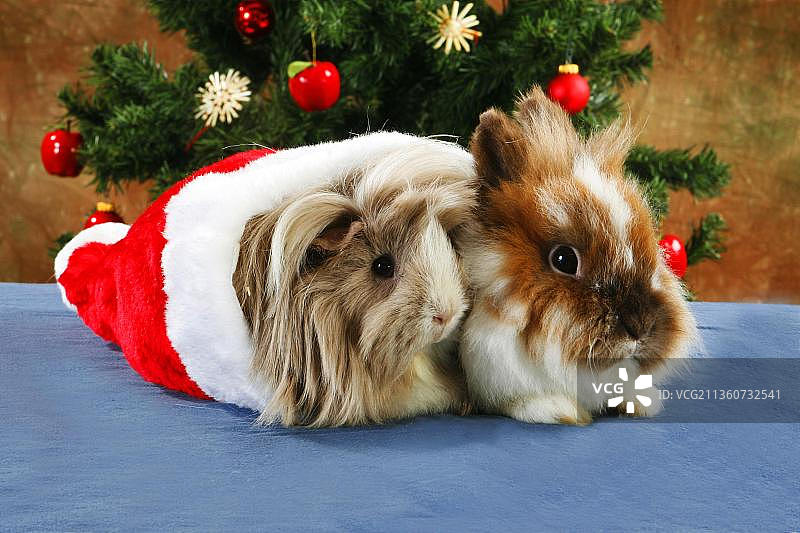 狮子头兔和豚鼠，狮鬃矮兔，狮子头兔，家兔，矮兔，可拆卸图片素材