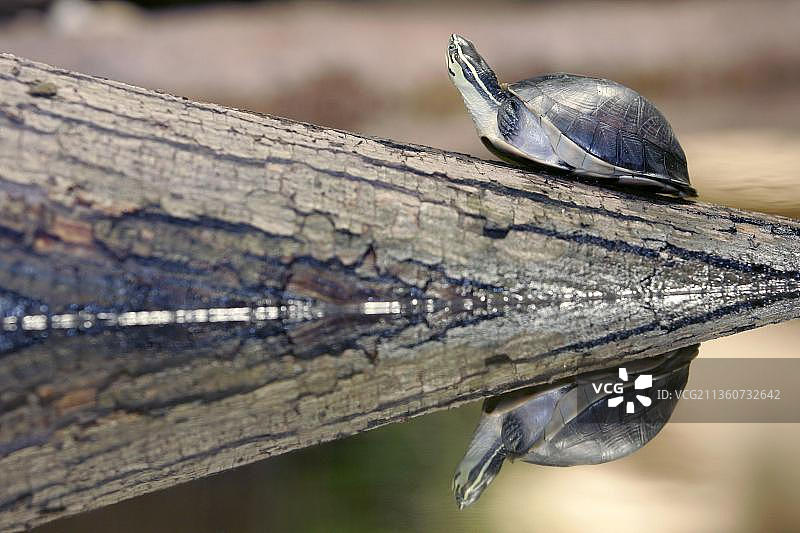 安波那箱龟图片素材