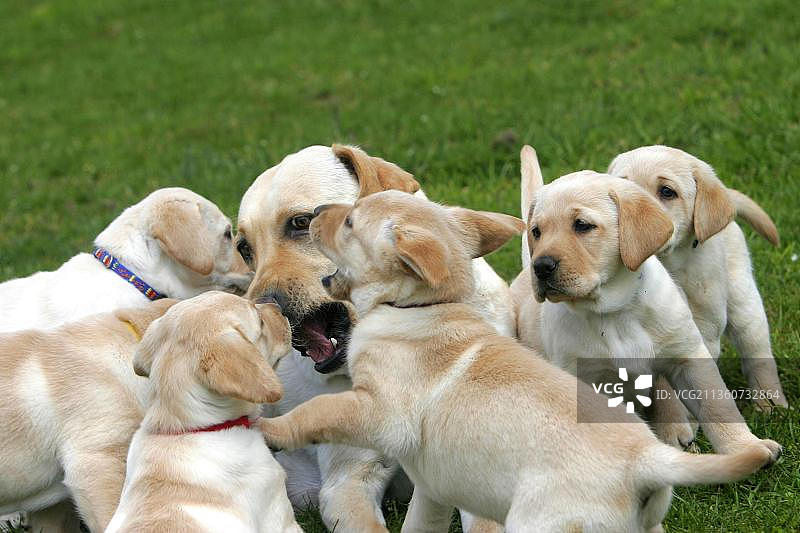 拉布拉多犬和幼犬图片素材