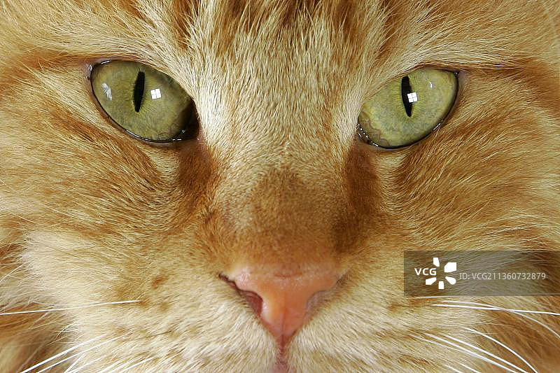 缅因猫图片素材