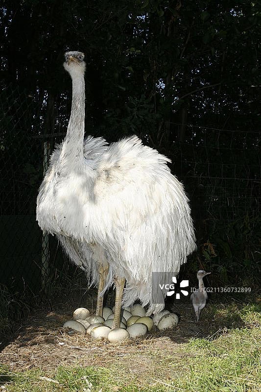 美洲鸵鸟与卵及雏鸟图片素材