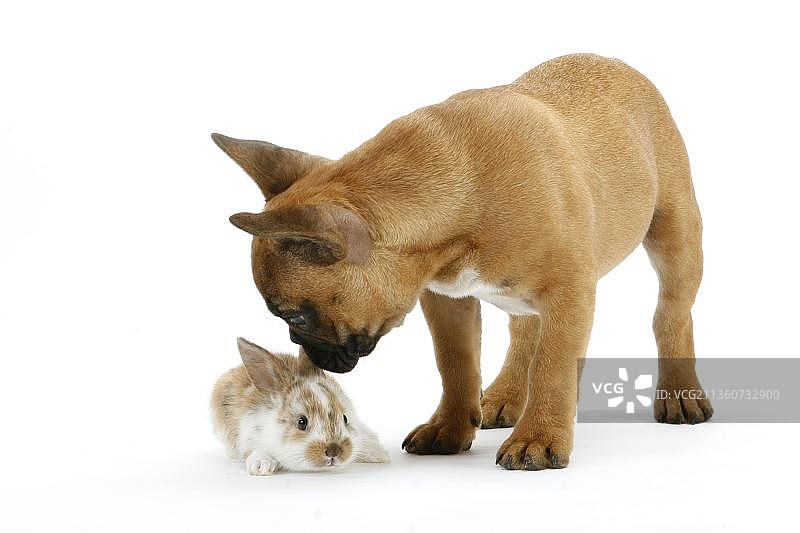 法国斗牛犬、小狗和家兔、小猫图片素材