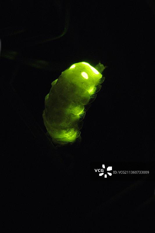 雌性萤火虫，下萨克森州，德国（Lampyris noctiluca）图片素材