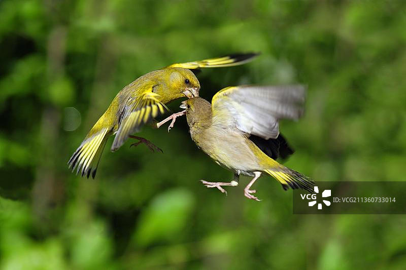 一对金翅雀，德国下萨克森图片素材