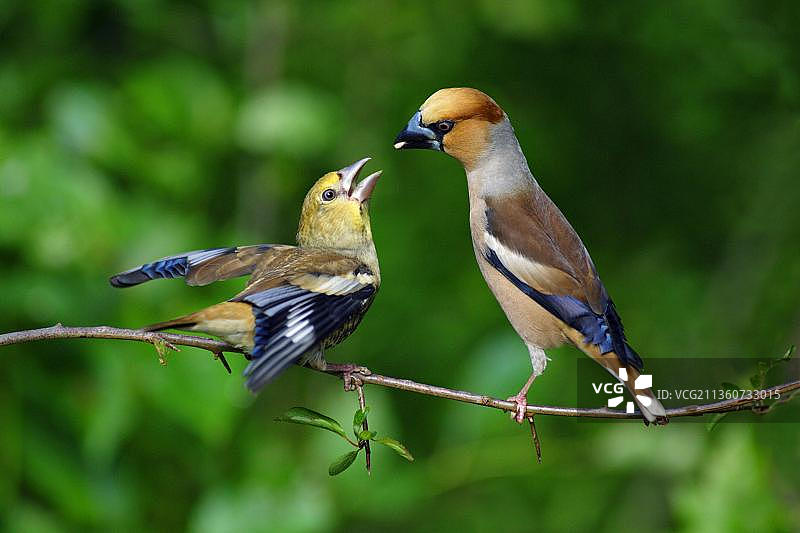 锡嘴雀与幼鸟（德国下萨克森州，欧洲）图片素材