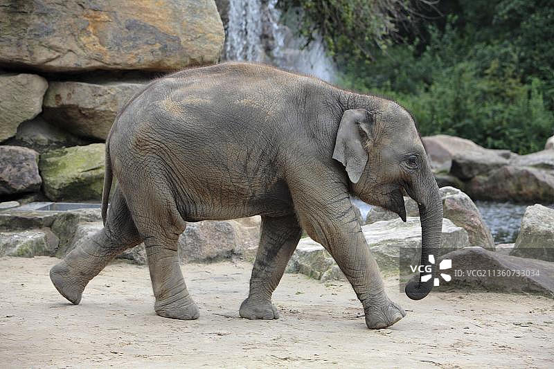 亚洲象幼崽图片素材