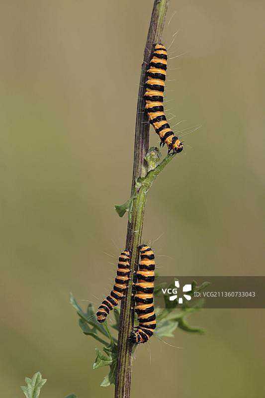 血熊（黑药斑蛾），毛毛虫，扇贝熊图片素材