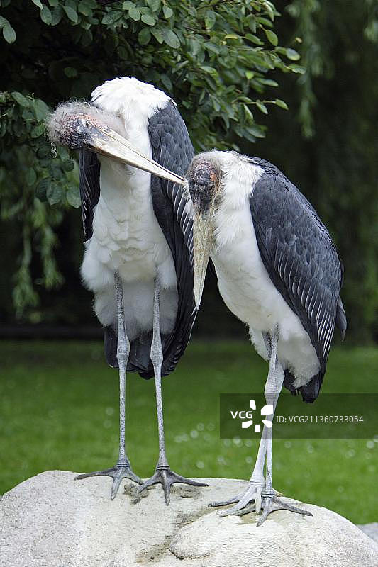 兀鹫，自由站立图片素材