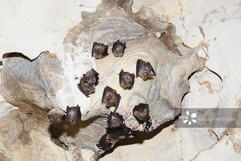 大蹄蝠，科罗鲁洞穴，撒丁岛，意大利图片素材
