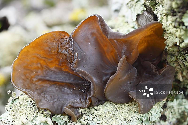 木耳，意大利撒丁岛图片素材