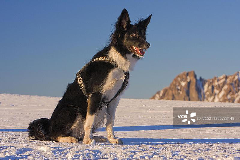 戴着挽具的边境牧羊犬图片素材