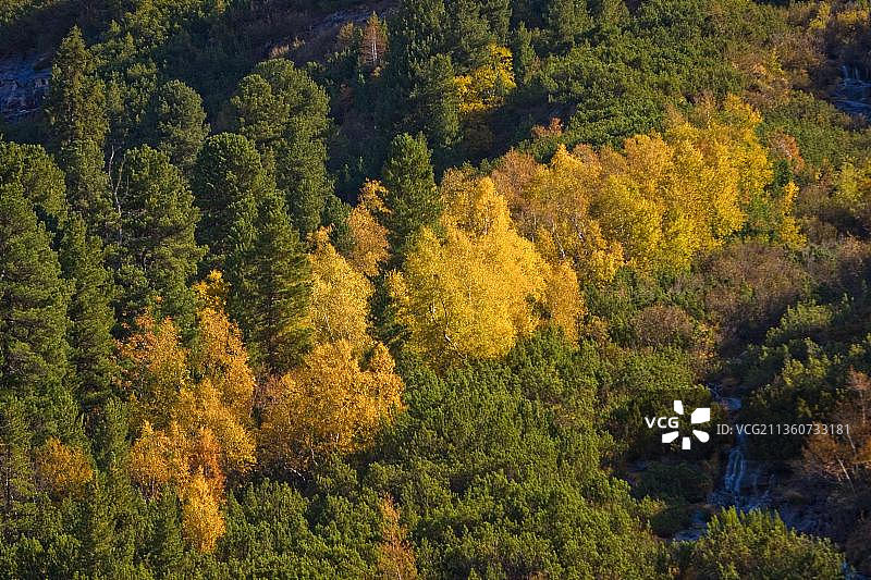 奥地利滨茨高的克里姆勒阿亨塔尔混合森林,位于陶恩豪斯和瀑布之间,萨尔茨堡州,Hohe Tauern国家公园,欧洲图片素材