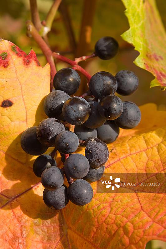 德国黑森的葡萄藤上的蓝色葡萄图片素材