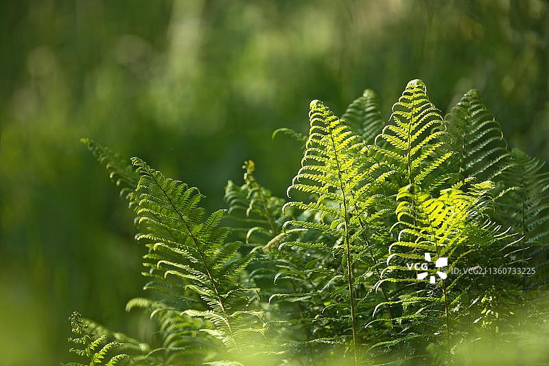 欧洲德国的蕨菜（欧洲蕨）图片素材