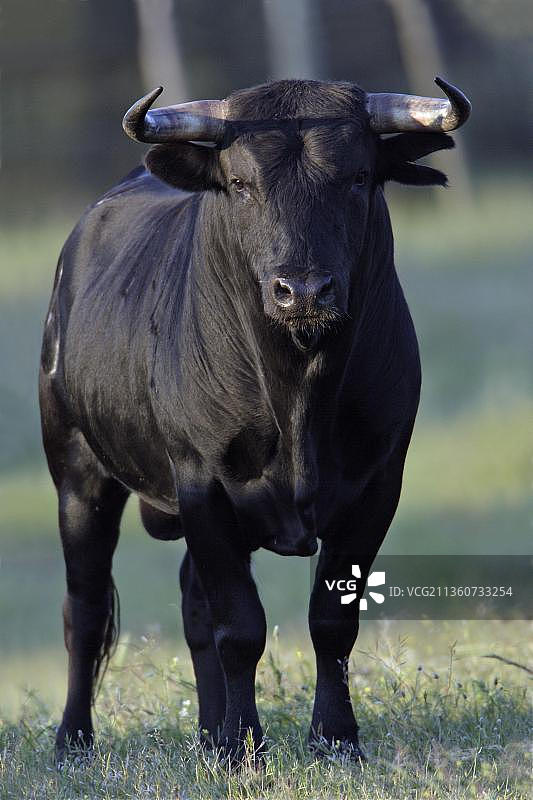 埃斯特雷马杜拉的斗牛，西班牙，欧洲图片素材