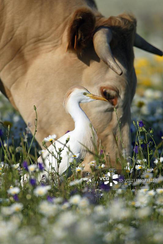 牛背鹭（Bubulcus ibis）和家牛，葡萄牙阿连特茹，苍鹭，欧洲图片素材
