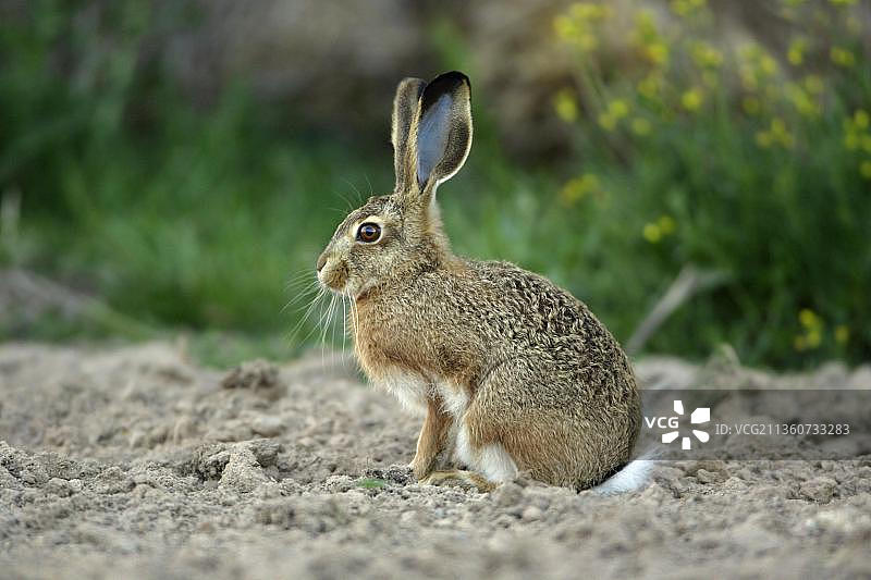 格拉纳达野兔幼崽，葡萄牙阿连特茹图片素材