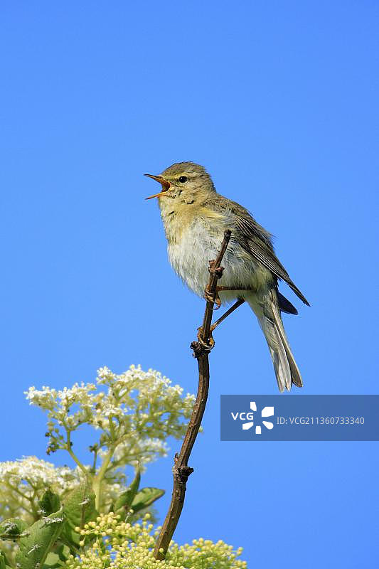 柳莺，荷兰图片素材
