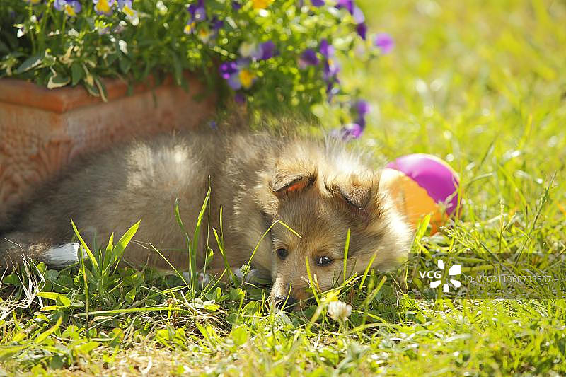 9周大的貂色白色喜乐蒂幼犬图片素材