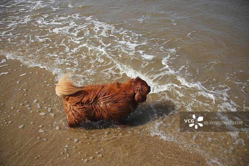查理士王小猎犬，雄性，红宝石色，8岁，在荷兰泰塞尔海滩图片素材