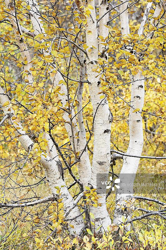 北极矮桦树，瓦格拉斯科古尔，冰岛北部，冰岛，欧洲图片素材