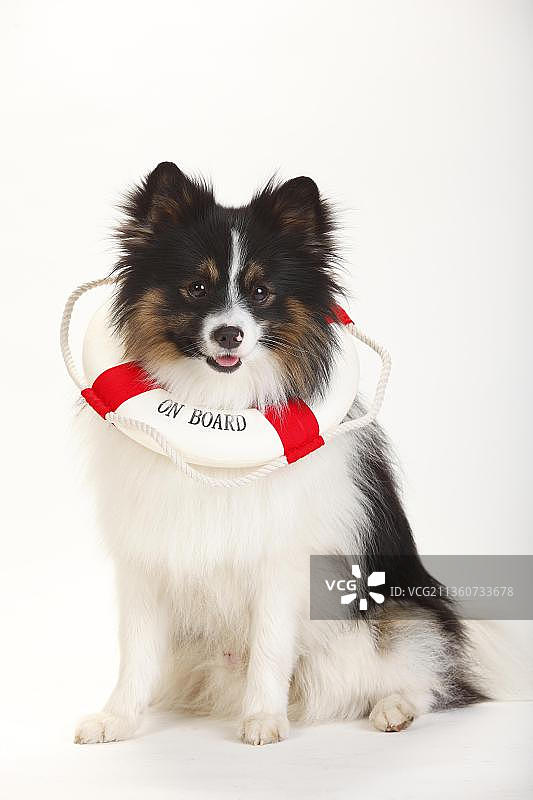 混种犬（尖嘴犬混血）图片素材