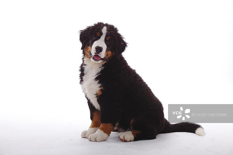 3个月大的伯恩山犬幼犬图片素材
