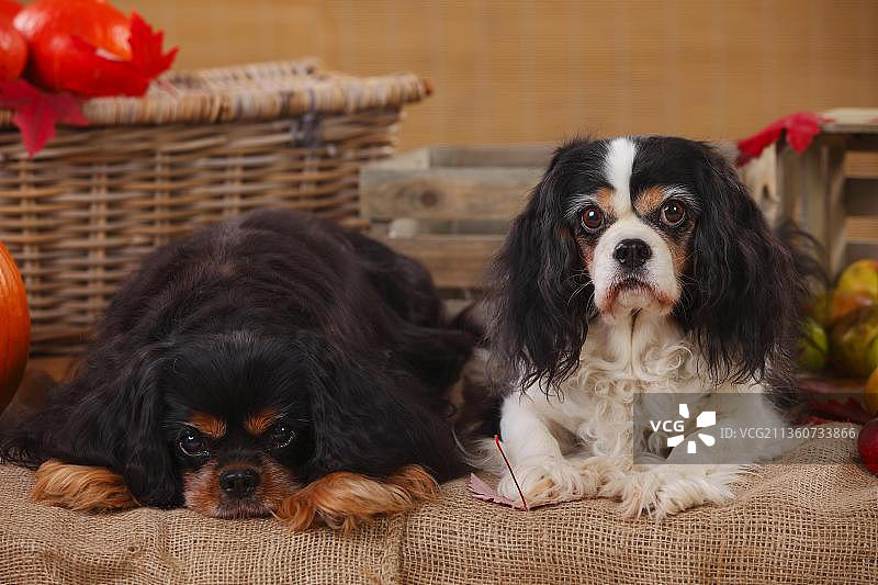 查理士王小猎犬，三色和棕黑色，13岁图片素材