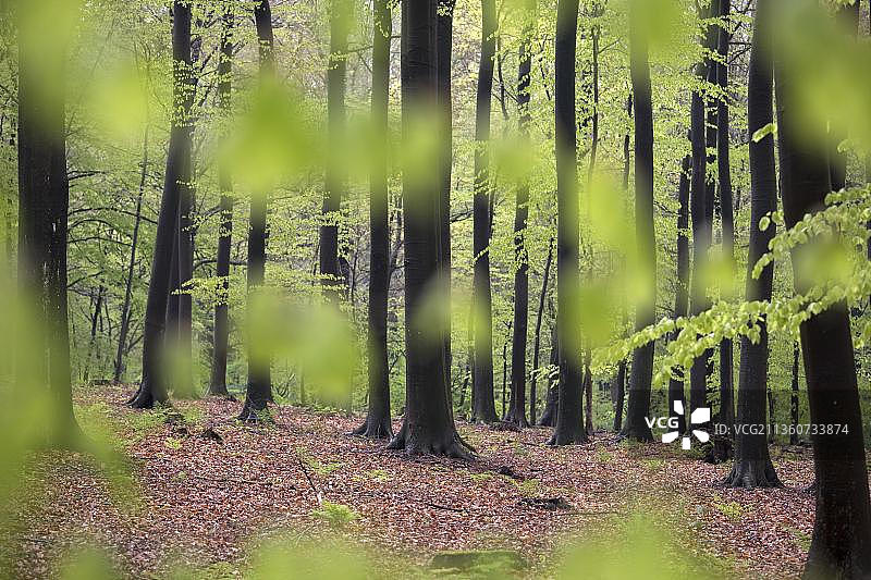德国北莱茵-威斯特法伦州哈尔滕山毛榉林图片素材