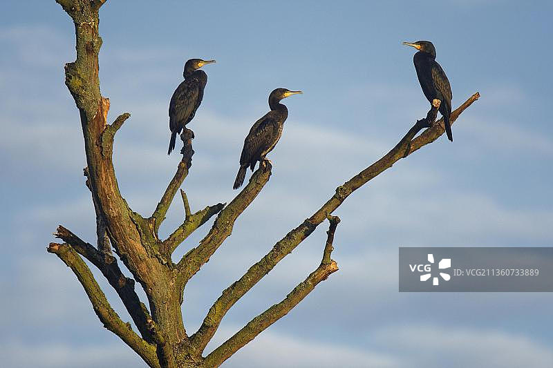 在枯树上的鸬鹚，Schwalm-Nette自然保护区，德国图片素材