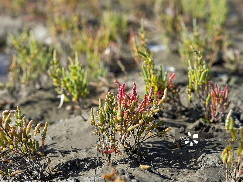 北海滩涂上的盐角草，德国下萨克森州图片素材