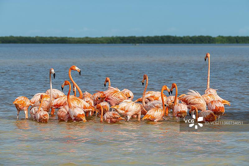 美洲红鹳，位于墨西哥尤卡坦半岛里约塞莱斯顿联合国教科文组织生物圈保护区图片素材