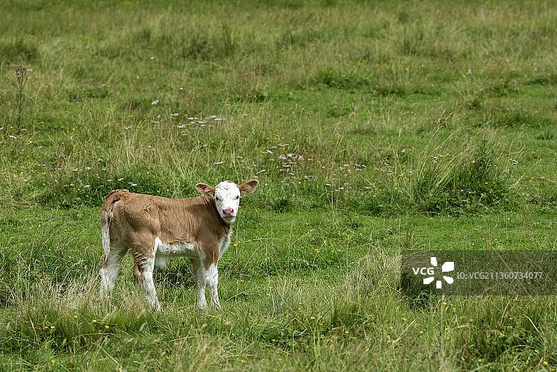 小牛，奥地利萨尔茨堡地区图片素材