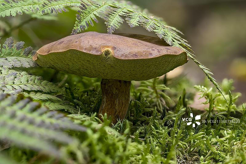 美味可食用的栗色牛肝菌图片素材